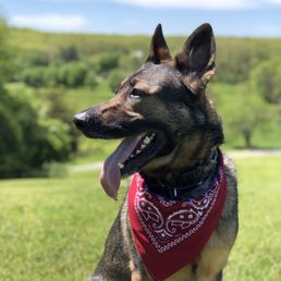 Kylo enjoying the sun at Chase Farm!