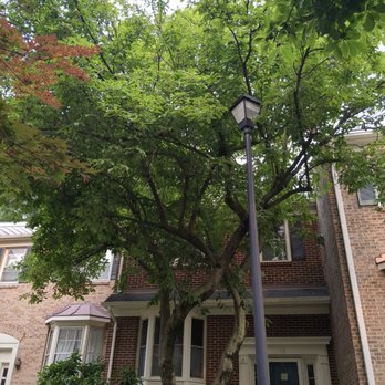 AT General Contracting Services - Before... (Beautiful tree - loved it, but the HOA was giving me a little stink about it) - Landscaping Near Me