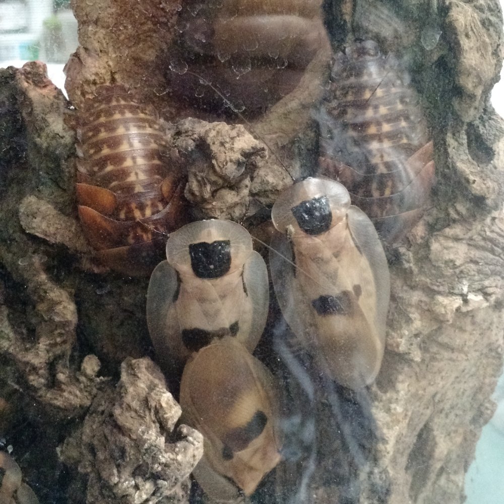 Twin Cities Reptiles - Cave roaches anyone? - Pet Stores Near Me - Saint Paul, Minnesota Twin Cities Reptiles - Cave roaches anyone? - Pet Stores Near Me - Saint Paul, Minnesota