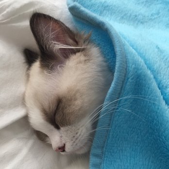 AdorableDolls Ragdolls - Pet Breeders Near Me AdorableDolls Ragdolls - Pet Breeders Near Me
