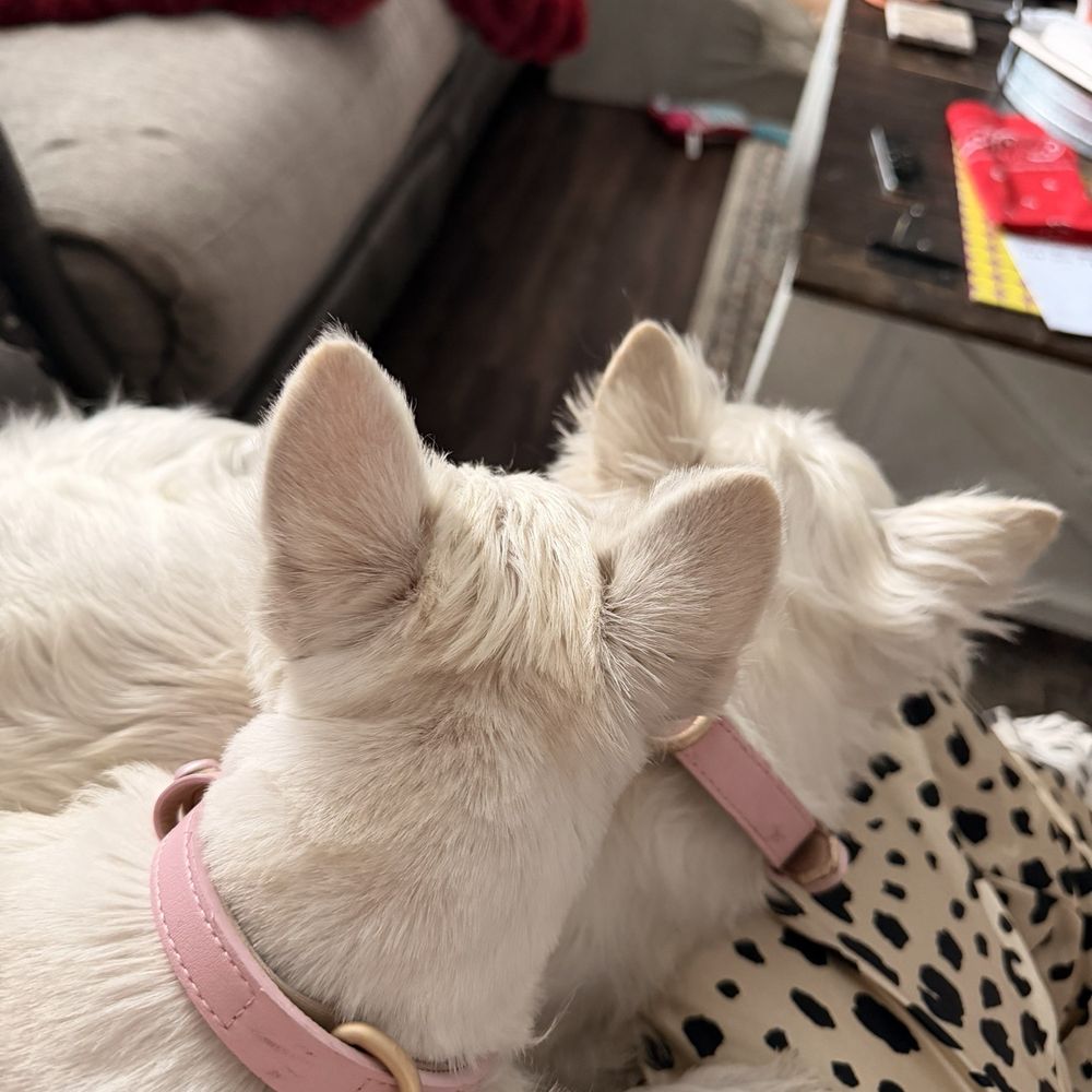 Dirty Dawgs Spa - Pet Groomers Near Me Dirty Dawgs Spa - Pet Groomers Near Me