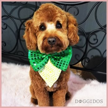 Doggidos - Pet Groomers Near Me - Galesburg, Illinois Doggidos - Pet Groomers Near Me - Galesburg, Illinois