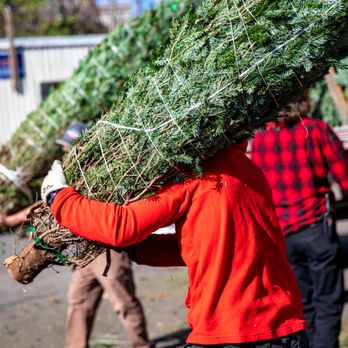 Big John's Christmas Trees - Christmas Trees Near Me - Atlanta, Georgia