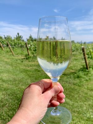 Fjord Vineyards by null