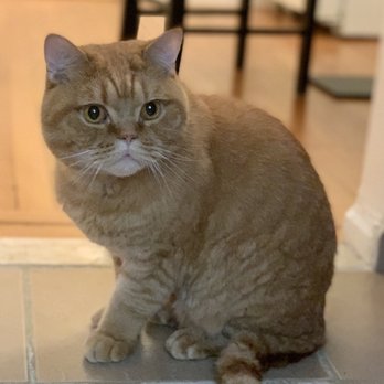 Cat Advocate|Feline Behavior Solutions - Lu the Destroyer. - Pet Training Near Me Cat Advocate|Feline Behavior Solutions - Lu the Destroyer. - Pet Training Near Me