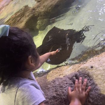 Austin Aquarium - Your able to touch the sting ray as they pass by! - Aquariums Near Me - Austin, Texas