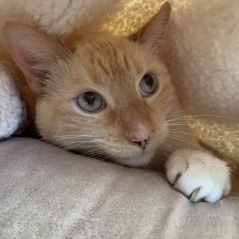 The Cat Care Clinic - Veterinarians Near Me - Orange, California The Cat Care Clinic - Veterinarians Near Me - Orange, California