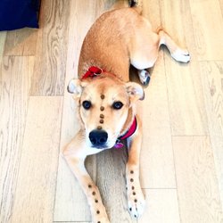 Woof Pack Dog Training - Sweet puppy has 15 treats on her during "leave it" practice