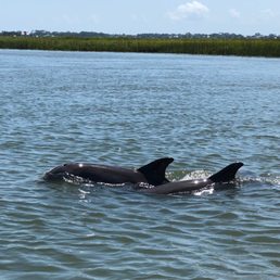 Dolphins on Sundial Charters