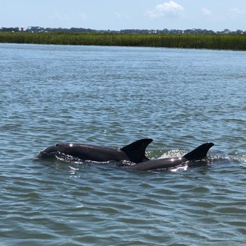 Sundial Nature Tours - Dolphins on Sundial Charters - Boating Near Me