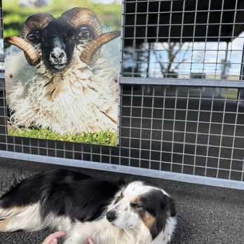 Caherconnell Stone Fort & Sheepdog Demonstrations - Sheep dog! - Farms Near Me - Caherconnell, CE
