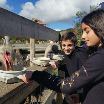 Ostrichland USA - Attraction Farms Near Me - Solvang, California Ostrichland USA - Attraction Farms Near Me - Solvang, California