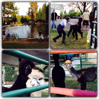 High Hill Ranch - Alpacas - they escaped, later caught too funny 11/8/14 - Donuts Near Me - Placerville, California High Hill Ranch - Alpacas - they escaped, later caught too funny 11/8/14 - Donuts Near Me - Placerville, California
