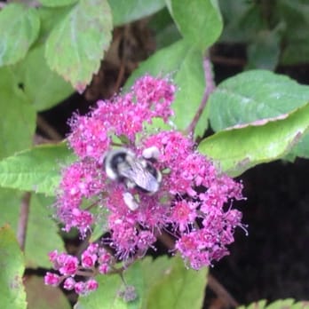 CedarCreek Estate Winery - Beezzzzz - Wineries Near Me - Kelowna, British Columbia CedarCreek Estate Winery - Beezzzzz - Wineries Near Me - Kelowna, British Columbia