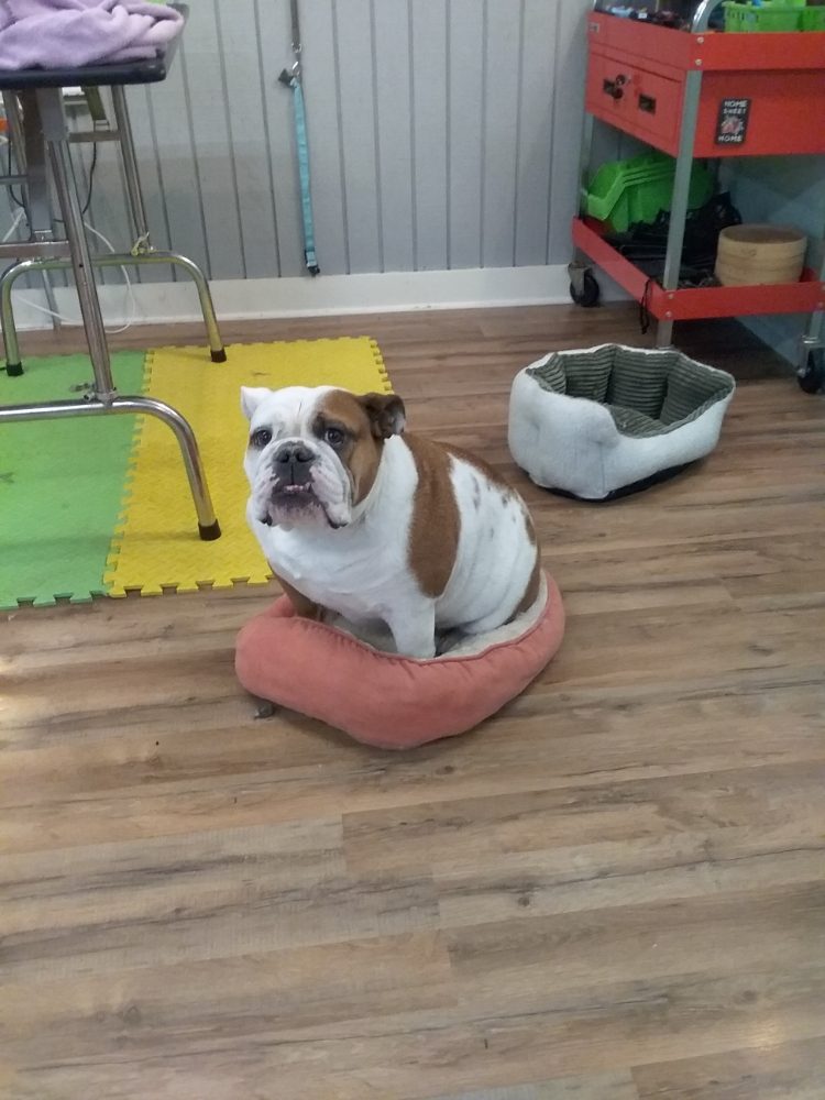 PLEASANT PAWS GROOMING Updated September 2024 10 Reviews 1434