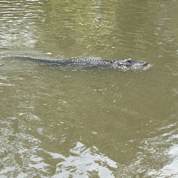Adventures of Jean Lafitte - Boat Tours Near Me - Lafitte, Louisiana Adventures of Jean Lafitte - Boat Tours Near Me - Lafitte, Louisiana