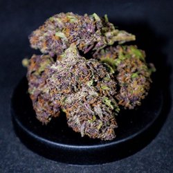 Bahama Buds
