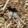 Photo of Nevada Bugs and Butterflies