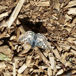 Nevada Bugs and Butterflies - Melissa Blue Butterfly