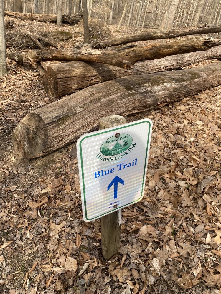 Blue Trail Logo