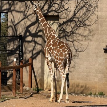 Como Park Zoo and Conservatory - Giraffe - Zoos Near Me - Saint Paul, Minnesota Como Park Zoo and Conservatory - Giraffe - Zoos Near Me - Saint Paul, Minnesota