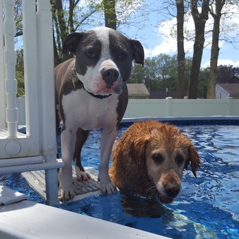 Pamper Ur Poochie Boarding Parlor - Pet Training Near Me - Selden, New York Pamper Ur Poochie Boarding Parlor - Pet Training Near Me - Selden, New York