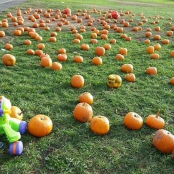 JG Trees - Beautiful pumpkins - Christmas Trees Near Me - Union City, California JG Trees - Beautiful pumpkins - Christmas Trees Near Me - Union City, California