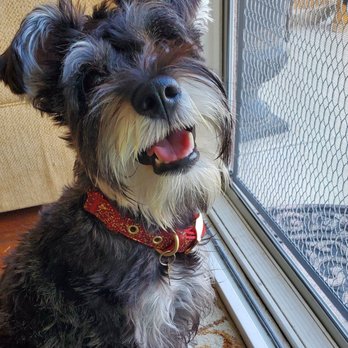 Karma Dog Training - Just graduated! - Pet Training Near Me - Pasadena, California