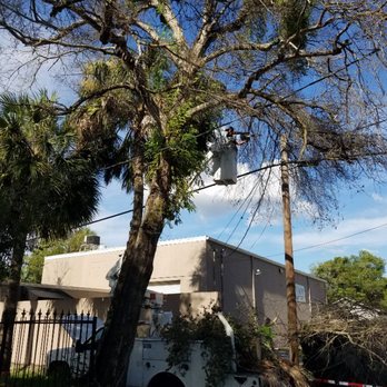 Wades tree service - Removal of dead dangerous trees - Tree Services Near Me Wades tree service - Removal of dead dangerous trees - Tree Services Near Me
