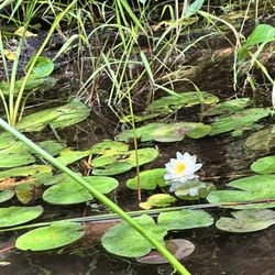 FROG Canoe Kayak Rentals