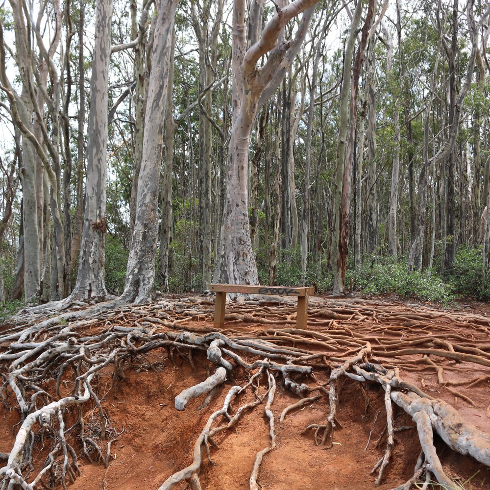Aiea Loop Trail - Near the beginning of the trail.  The roots you have to navigate for most of the trail are amazing. - Hiking Near Me - Aiea, Hawaii