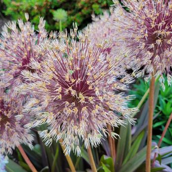 Seward Park - Allium in front of the Audubon Society - Hiking Near Me - Seattle, Washington