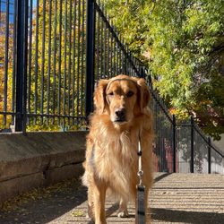 RUFF North End Dog Park