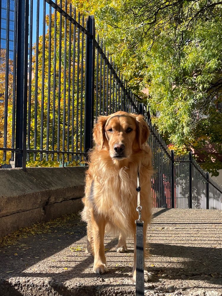 RUFF NORTH END DOG PARK Updated September 2024 37 Photos Boston