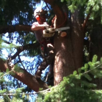 Timm's Tree Care - Crown raising a D. Fir - Tree Services Near Me - Olympia, Washington Timm's Tree Care - Crown raising a D. Fir - Tree Services Near Me - Olympia, Washington