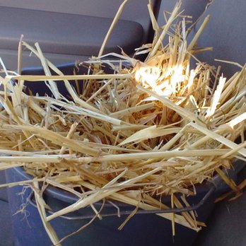 Brocco's Old Barn - A bucket's worth of straw, courtesy of Brocco's. - Pet Stores Near Me - Sonoma, California