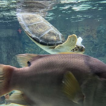 SEA LIFE Grapevine Aquarium - Aquariums Near Me - Grapevine, Texas