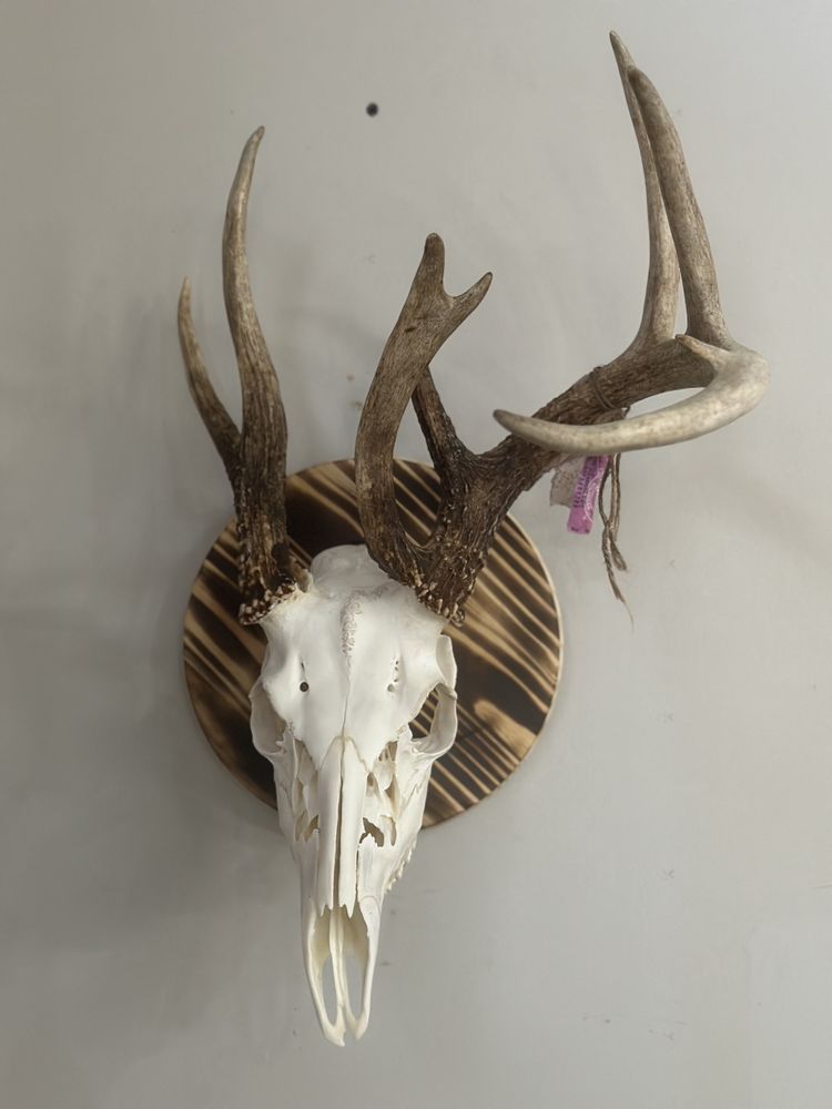 PD’s Euro Mounts and More - taxidermy in Owosso, MI