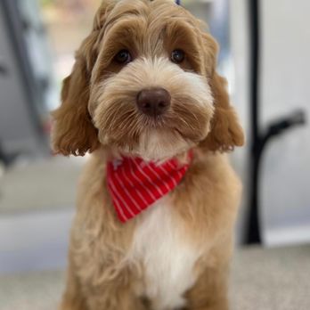 Lucky Pet Spaw - Pet Groomers Near Me Lucky Pet Spaw - Pet Groomers Near Me