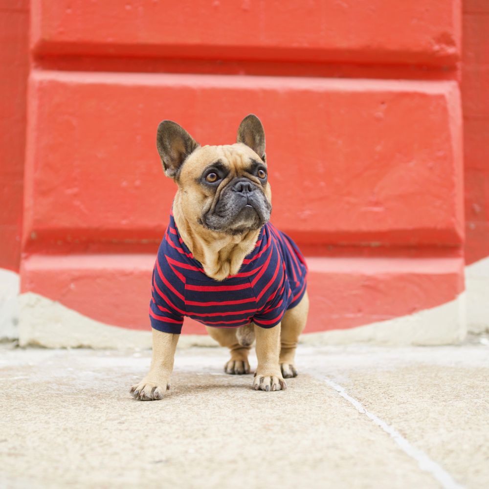 Love Thy Beast - Love Thy Beast Bamboo Tee - Pet Stores Near Me - Brooklyn, New York Love Thy Beast - Love Thy Beast Bamboo Tee - Pet Stores Near Me - Brooklyn, New York