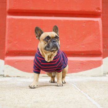 Love Thy Beast - Love Thy Beast Bamboo Tee - Pet Stores Near Me - Brooklyn, New York Love Thy Beast - Love Thy Beast Bamboo Tee - Pet Stores Near Me - Brooklyn, New York