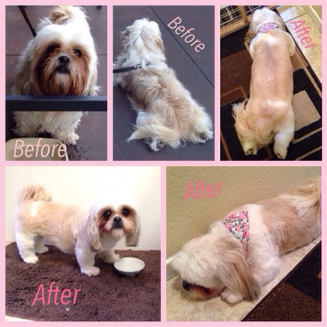 SURF DOGGIE MOBILE PET GROOMING Updated October 2024 22 Photos & 23