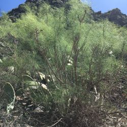 Barranco del Infierno - Seltene Sukkulenten