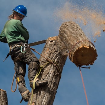 Environmental Tree Care - Tree Services Near Me - Denver, Colorado Environmental Tree Care - Tree Services Near Me - Denver, Colorado