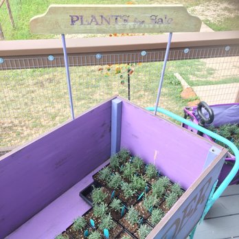 Luling Lavender Fields - Lávense plants for sale - Home Decor Near Me - Luling, Texas