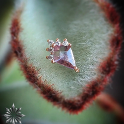 Lucid Body Piercing