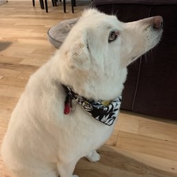 Fantastic grooming for our Great Pyrenees mix Fantastic grooming for our Great Pyrenees mix