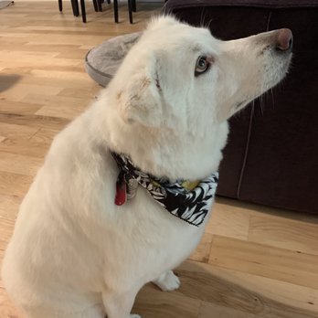 Grand Central Grooming - Fantastic grooming for our Great Pyrenees mix - Pet Groomers Near Me - Longmont, Colorado Grand Central Grooming - Fantastic grooming for our Great Pyrenees mix - Pet Groomers Near Me - Longmont, Colorado