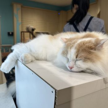 Cat Cafe Moff - Themed Cafes Near Me - Honolulu, Hawaii
