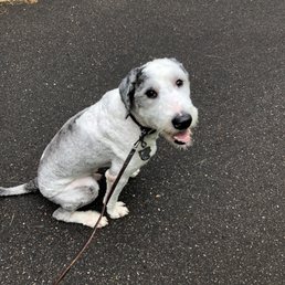 Not looking like a sheepadoodle anymore...